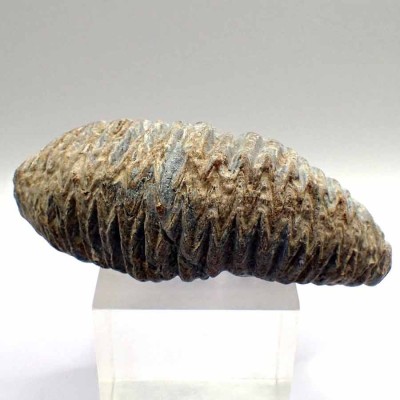 Alectryonia ungulata- FO263