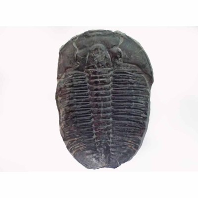 Elrathia kingi, trilobite specimens for collectors-FT366