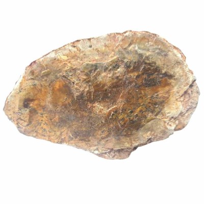 Buy Xylopal, Araucaria sp-FH321