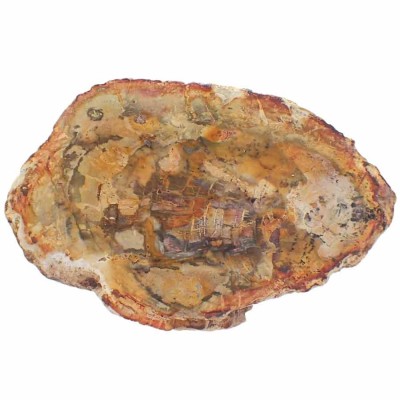 Comprar Xilópalo,Araucaria sp-FH321