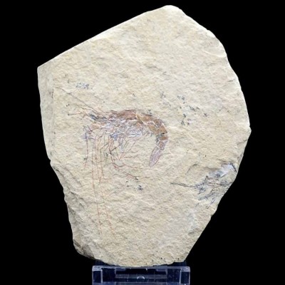 Buy  Carpopenaeus callirostris-FC05