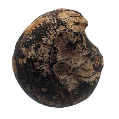 Ammonites, Brouwerites intermedius-FA004