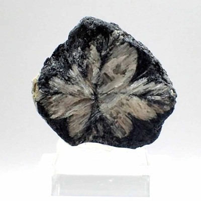 Cianita Pseudo. Quiastolita