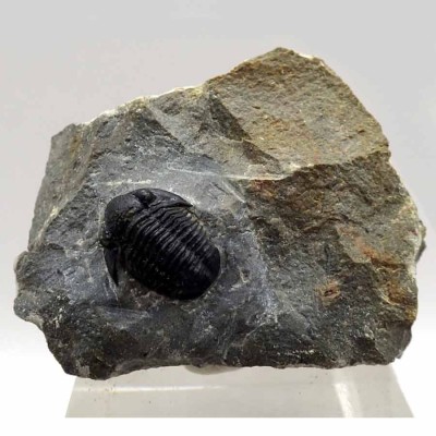 Buy trilobites, Gerastos sp-FT375