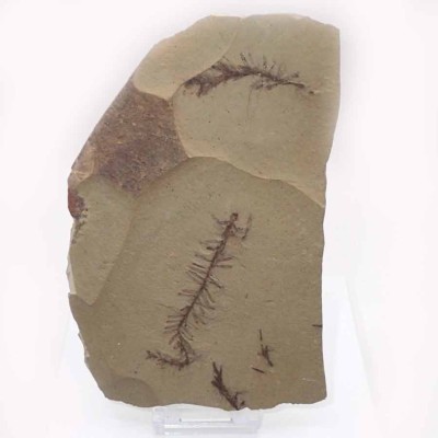 Metasequioa occidentalis- FH312