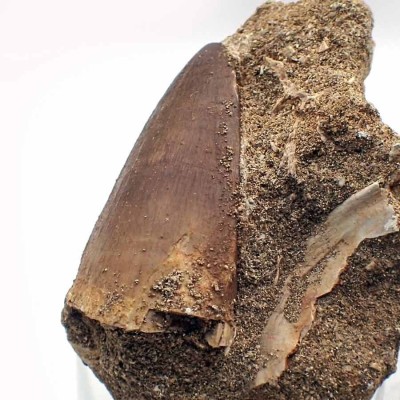 Buy tooth of Mososaurus,Leidón anceps-FAR21