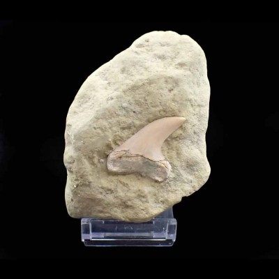 Isurus retroflexus-F089