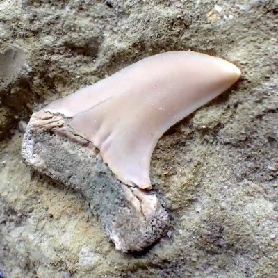 Dientes de tiburón fosiles, Isurus retroflexus-F089
