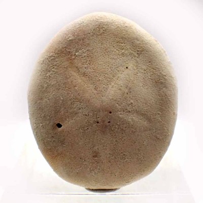 Rhumphia ricta-F624