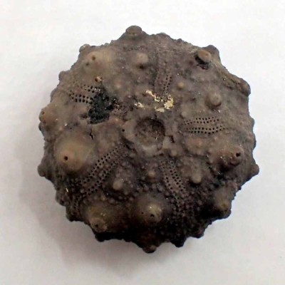 Asterocidaris meandrina-F622