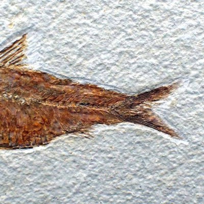 Knigthia alta-FP263