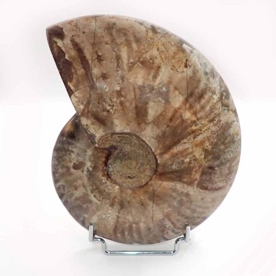 Buy Ammonites;Cleoniceras Besairei-FA016