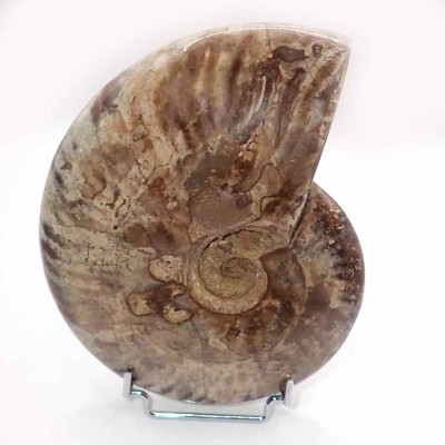 Comprar Ammonites de colección,Cleoniceras besairiei-FA016