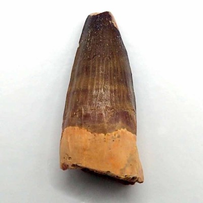 Spinosaurus aegyptiacus-FD184