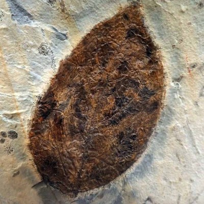 Paleobotánica de colección Eucommia serrata - F327