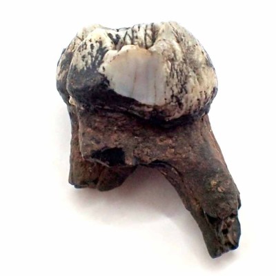 Mamiferos de colección ,Trichechus sp. - FM08