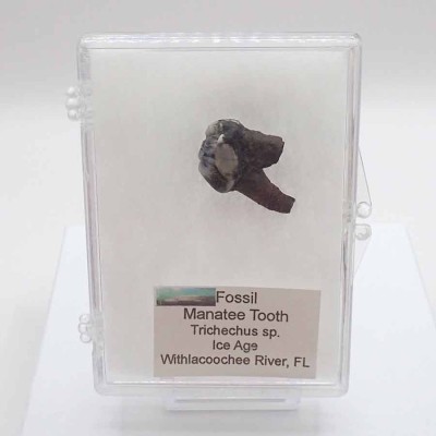 Trichechus sp. FM37