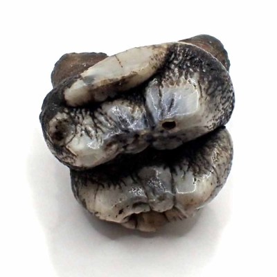 Trichechus sp. FM37
