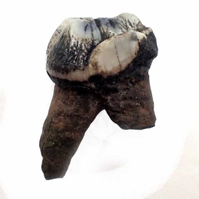 Trichechus sp. FM37