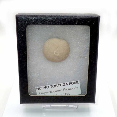 Stylemys nebrascensis,Huevo de tortuga-FAR23