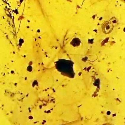 Amber Burmite,dinosaur feathers-A36