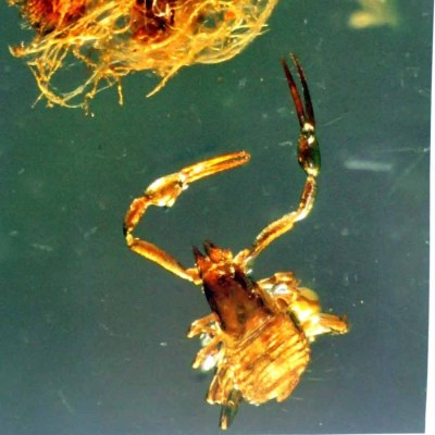 Amber Burmite- A38