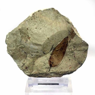 Sapindus sp.(soapberry) FH358