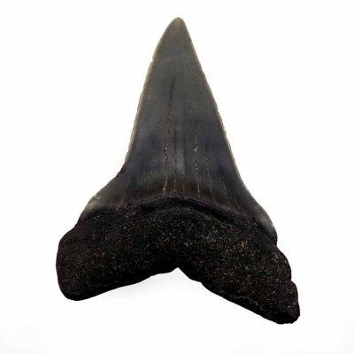 Isurus hastalis F084