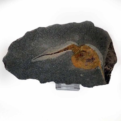 Dendrocystites sedgwicki F644