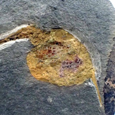 Equinodermos de colección Dendrocystites sedgwicki - F644