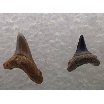 Comprar dientes de tiburón fósil,Alopias hermani-F096