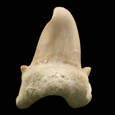 Otodus obliquus F112
