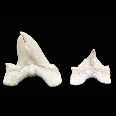 Dientes de colección Otodus obliquus - F098