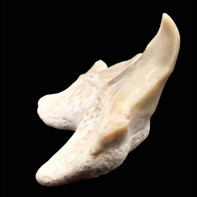 Dientes de colección Otodus obliquus - F098
