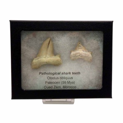 Dientes de colección Otodus obliquus - F098