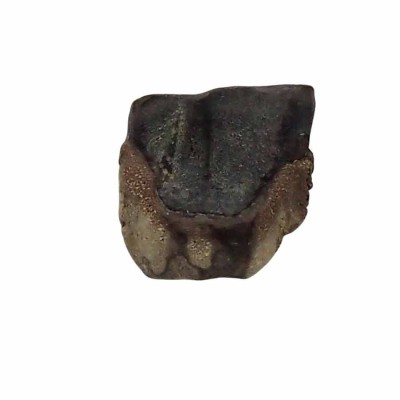 Triceratops horridus tooth - FD134