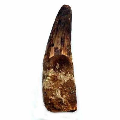 Buy tooth Spinosaurus aegyptiacus-FD198