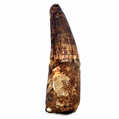 Comprar diente Spinosaurus aegyptiacus-FD198