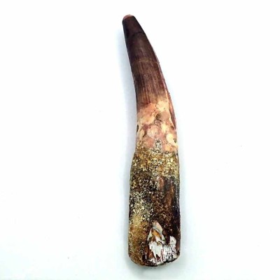 Buy Spinosaurus aegyptiacus FD209