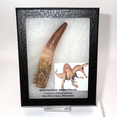 Comprar Dinosaurios de colección Spinosaurus aegyptiacus - FD209