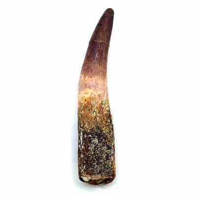 Comprar Dinosaurios de colección Spinosaurus aegyptiacus - FD209