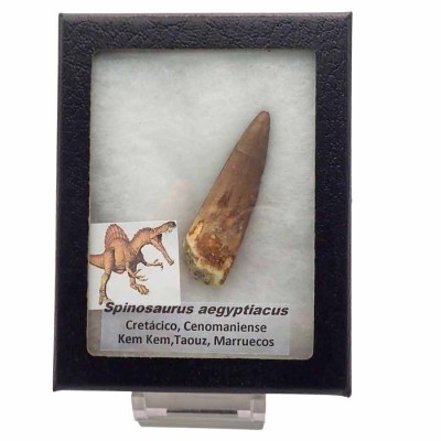 Buy Spinosaurus aegyptiacus tooth- FD207