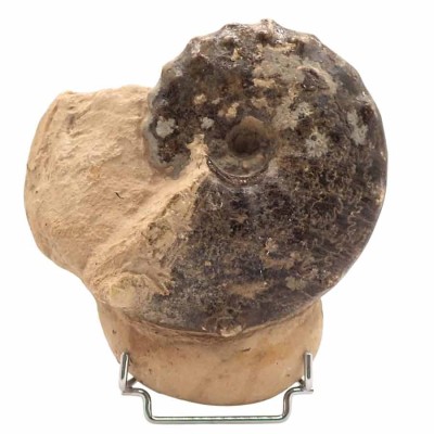 Mammites nodosoides- FA017