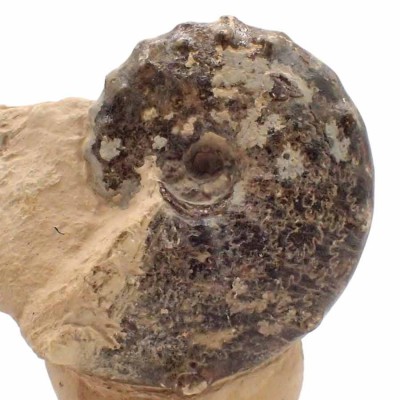 Mammites nodosoides- FA017