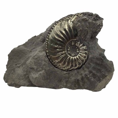 Pyritized ammonite,Amaltheus margaritatus-FA024