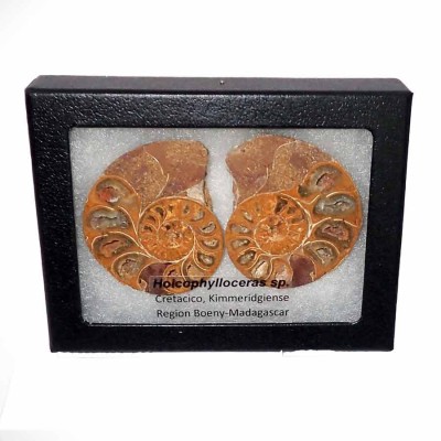 Holcophylloceras sp(seccioned) FA025
