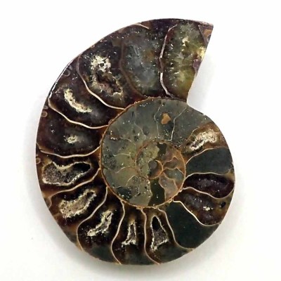 Ammonites de colección Phylloceras cf. P. velladae(seccionado) - FA027