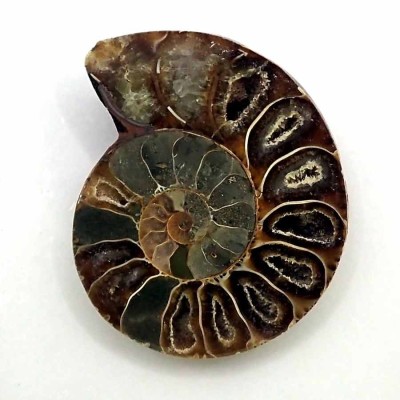 Ammonites de colección Phylloceras cf. P. velladae(seccionado) - FA027