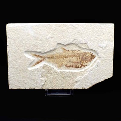 Buy collectible fossil fish Diplomystus dentatus FP265