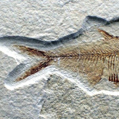 Diplomystus dentatus - FP265